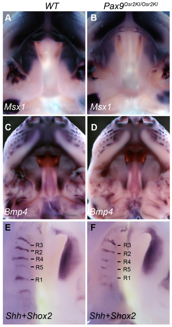 Fig. 12.