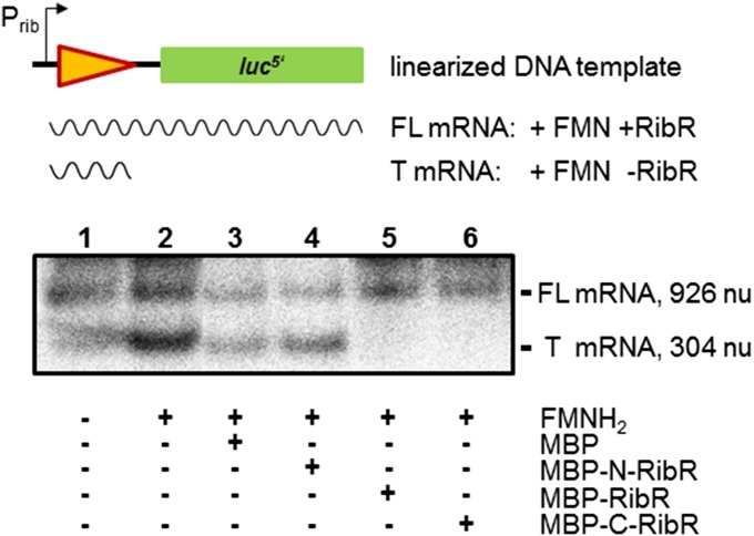 Fig. 5.