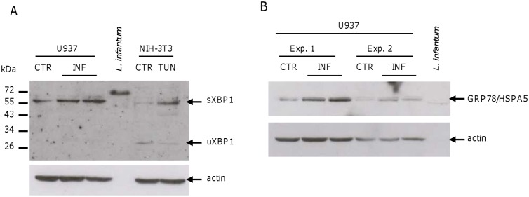 Fig 8