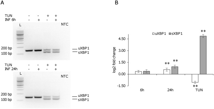 Fig 5