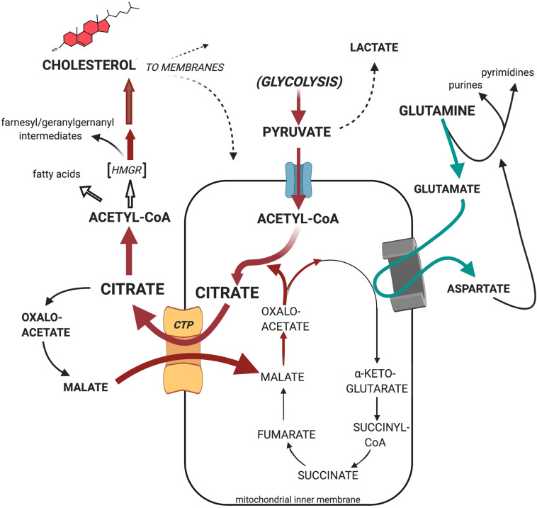 FIGURE 7