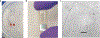 Fig. 4 |
