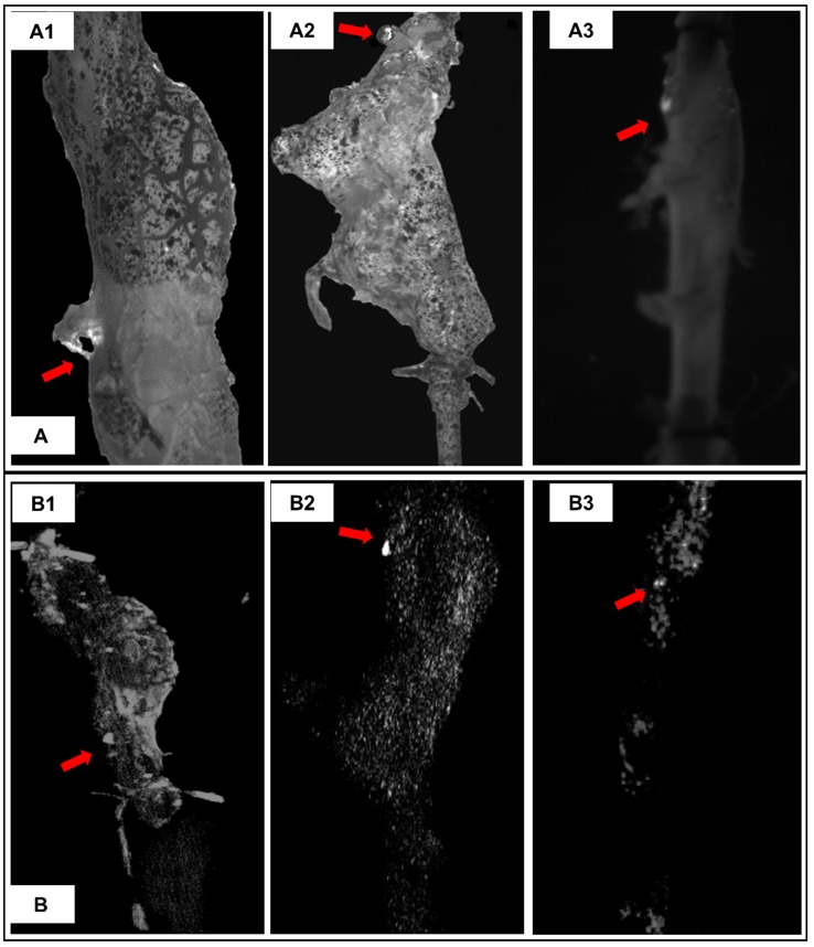 Figure 7