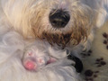 graphic file with name VMS3-6-946-g012.jpg