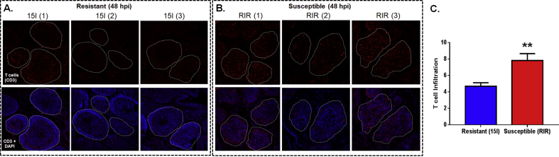 Fig. 3