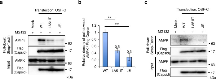 Fig 6