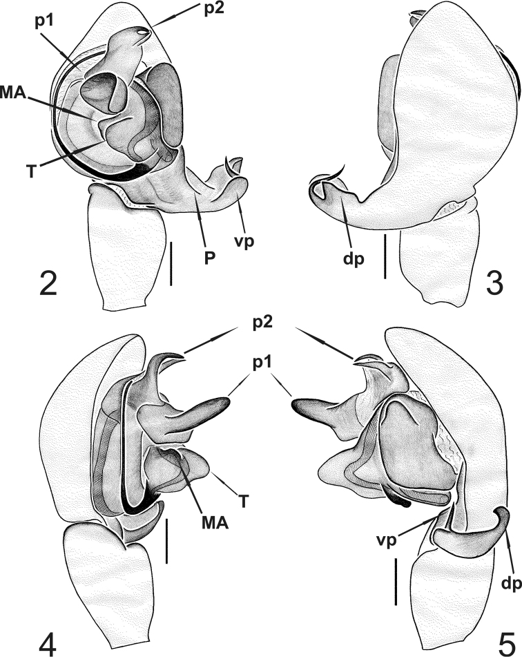 Figures 2–5.