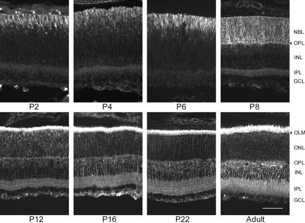 Fig. 9.