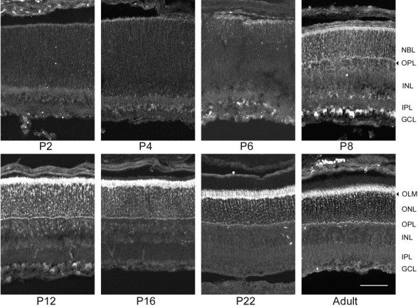 Fig. 10.