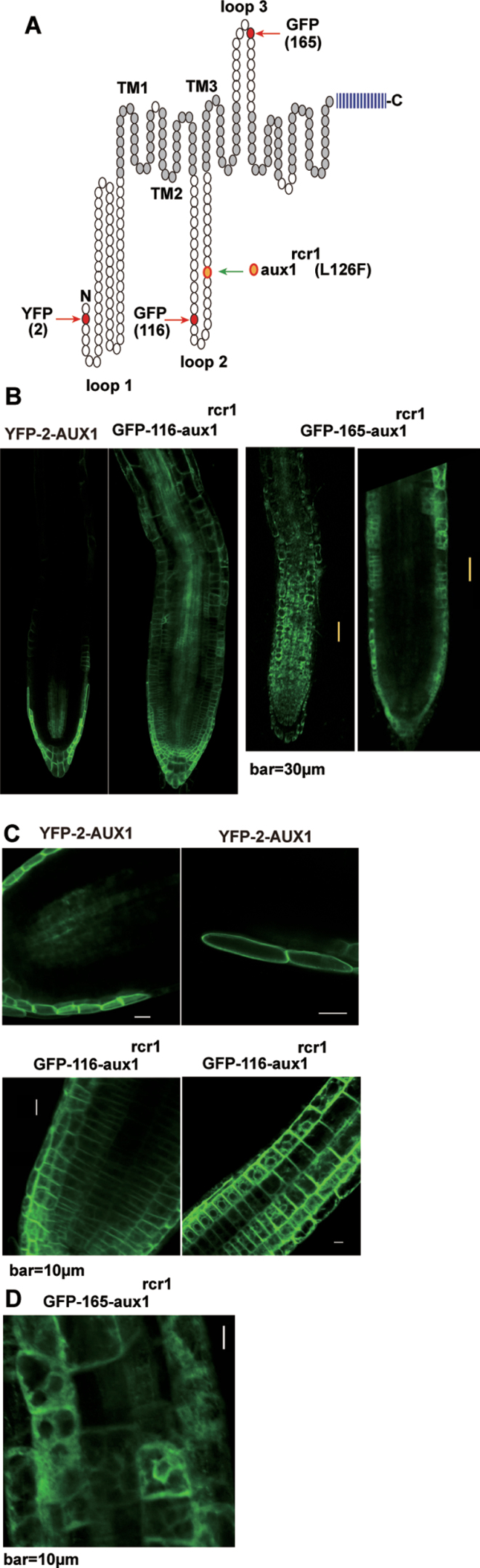 Fig. 7.