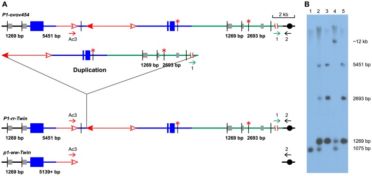 Figure 5