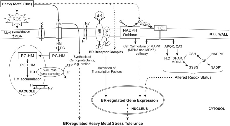 FIGURE 1