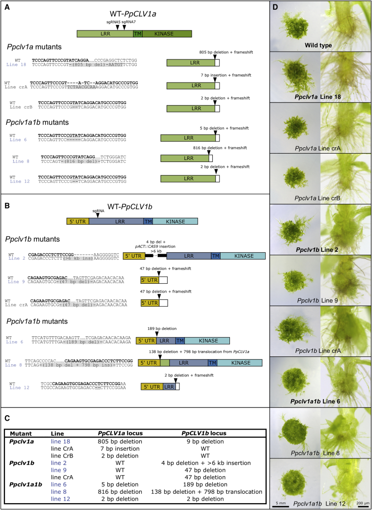 Figure 1