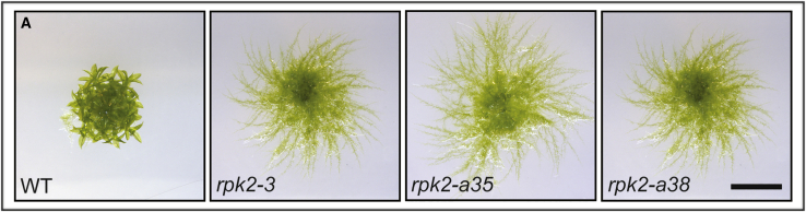 Figure 2