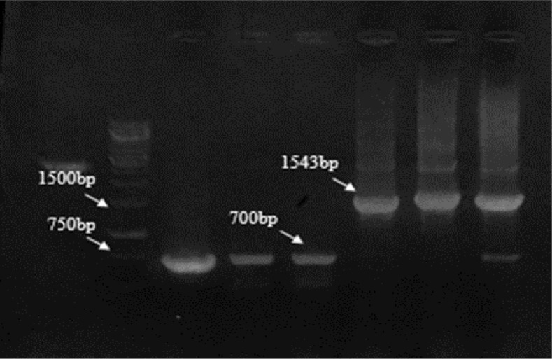 Fig. 2: