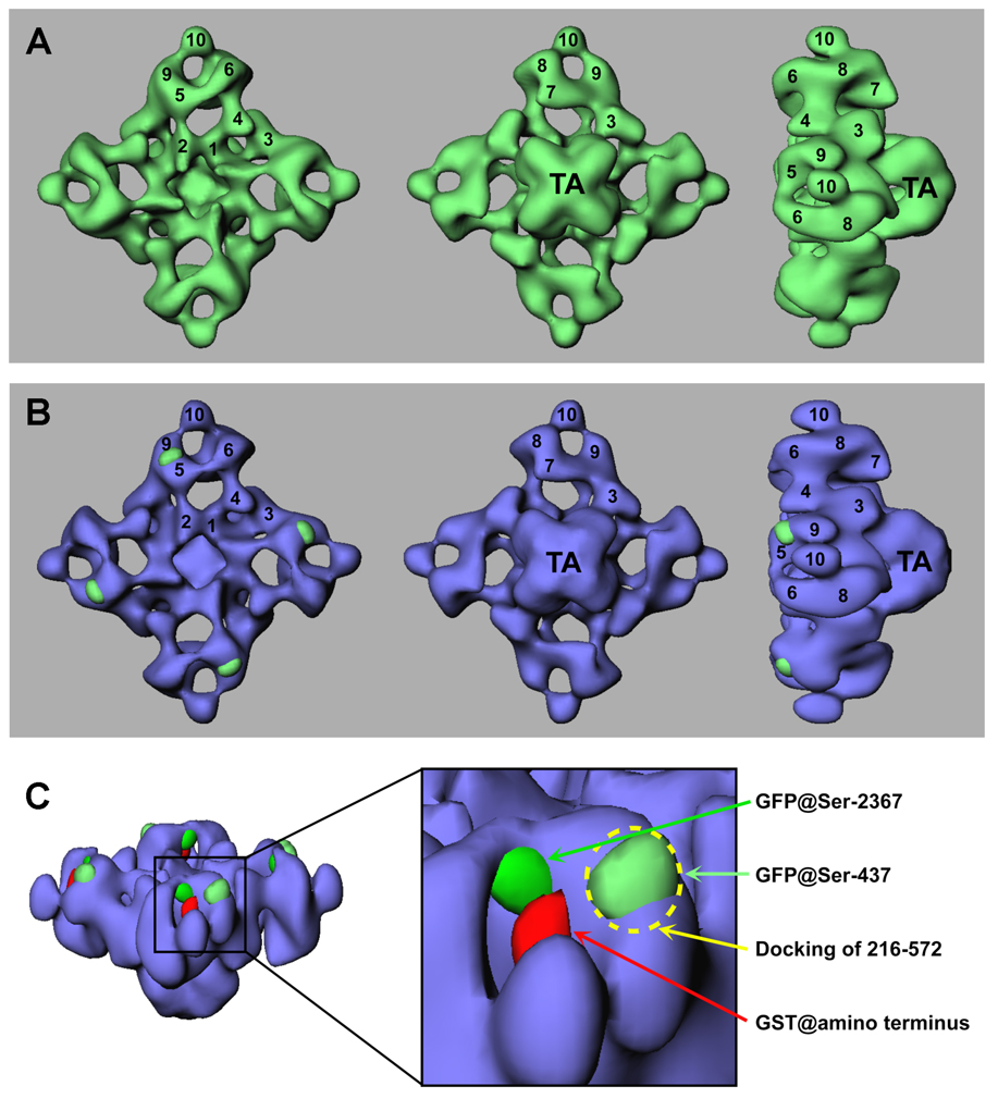 Fig. 7