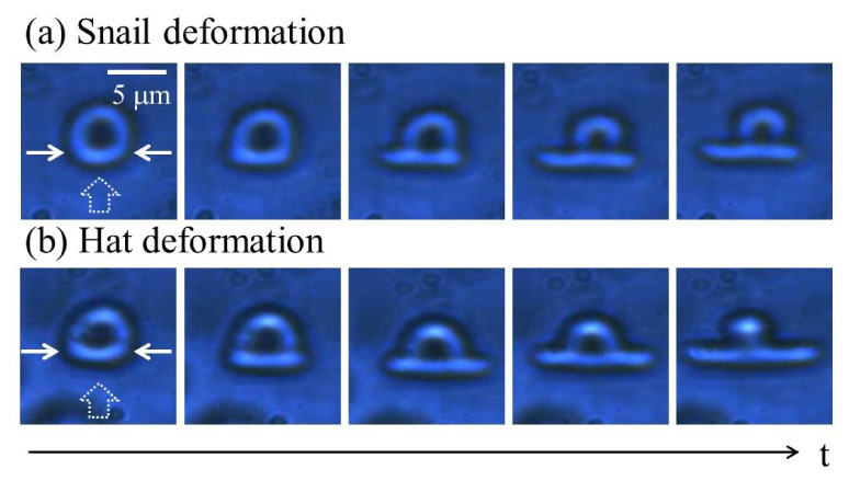 Fig. 7