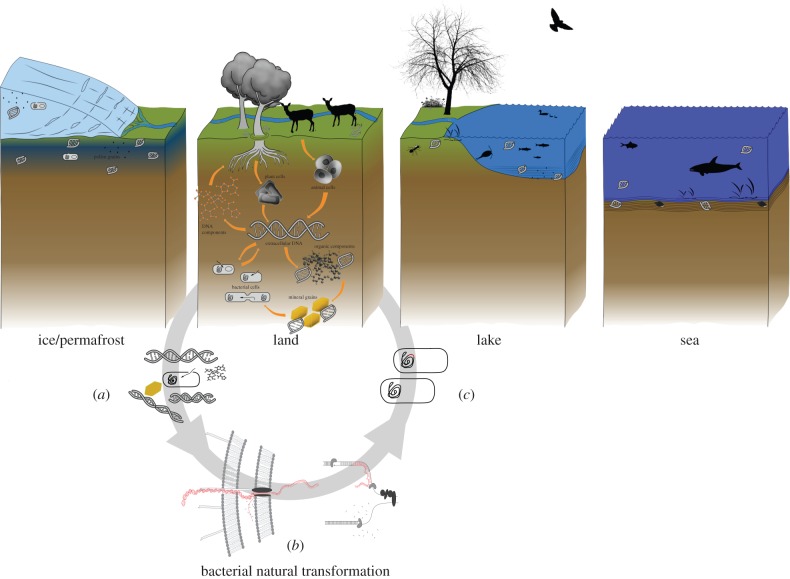 Figure 1.