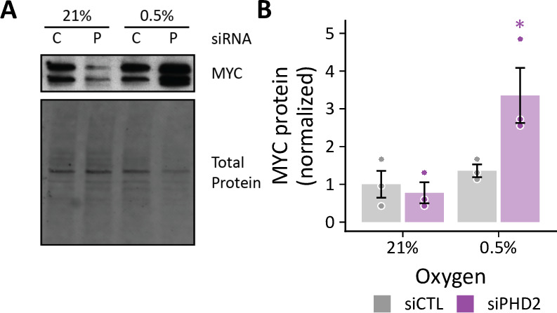 Figure 11—figure supplement 1.