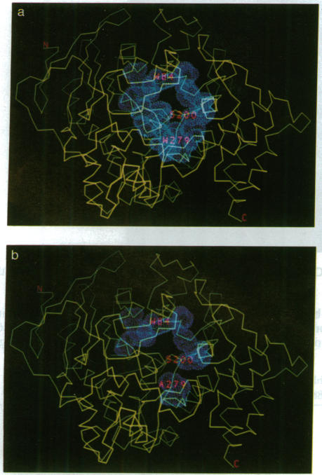 graphic file with name pnas01096-0277-b.jpg