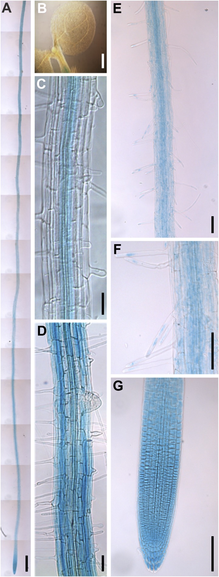 Fig. S4.