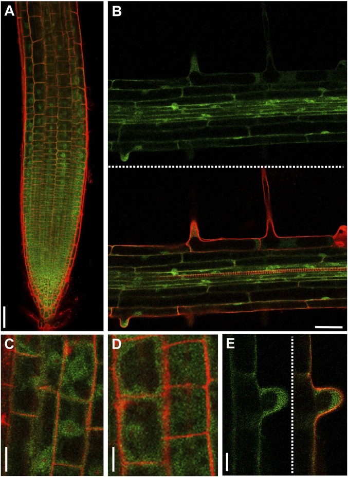 Fig. 3.