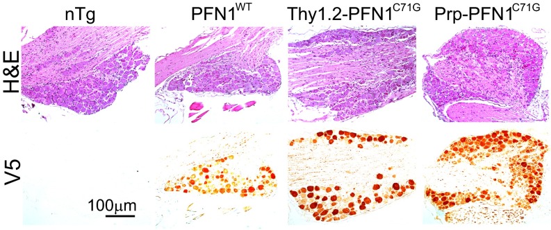 Fig. S5.