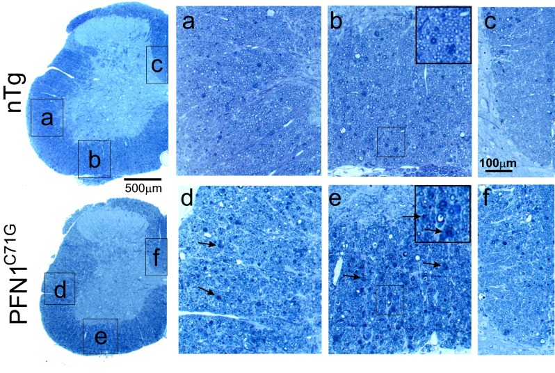 Fig. S6.