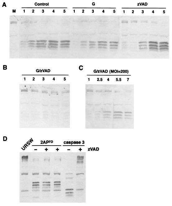 FIG. 8.