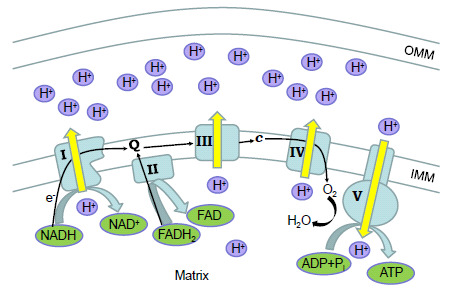 Fig. (1)