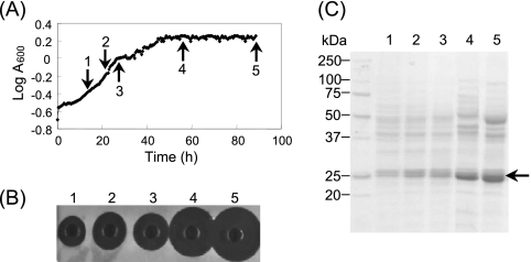 FIG. 1.