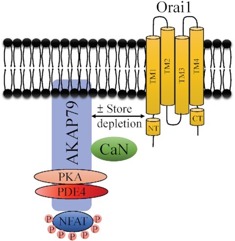 Graphical Abstract