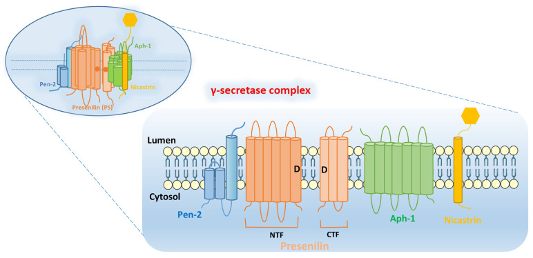 The critical role of γ-secretase and its inhibitors in cancer and ...