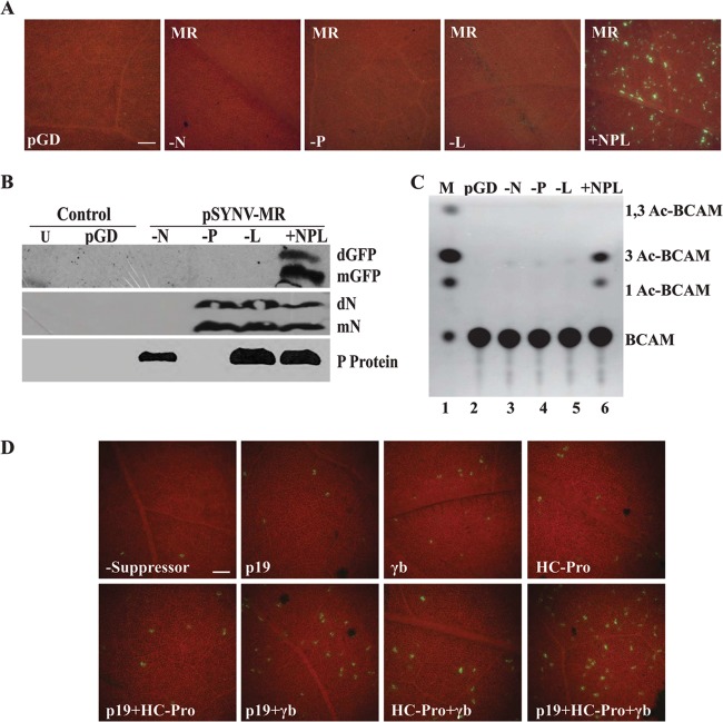 Fig 2