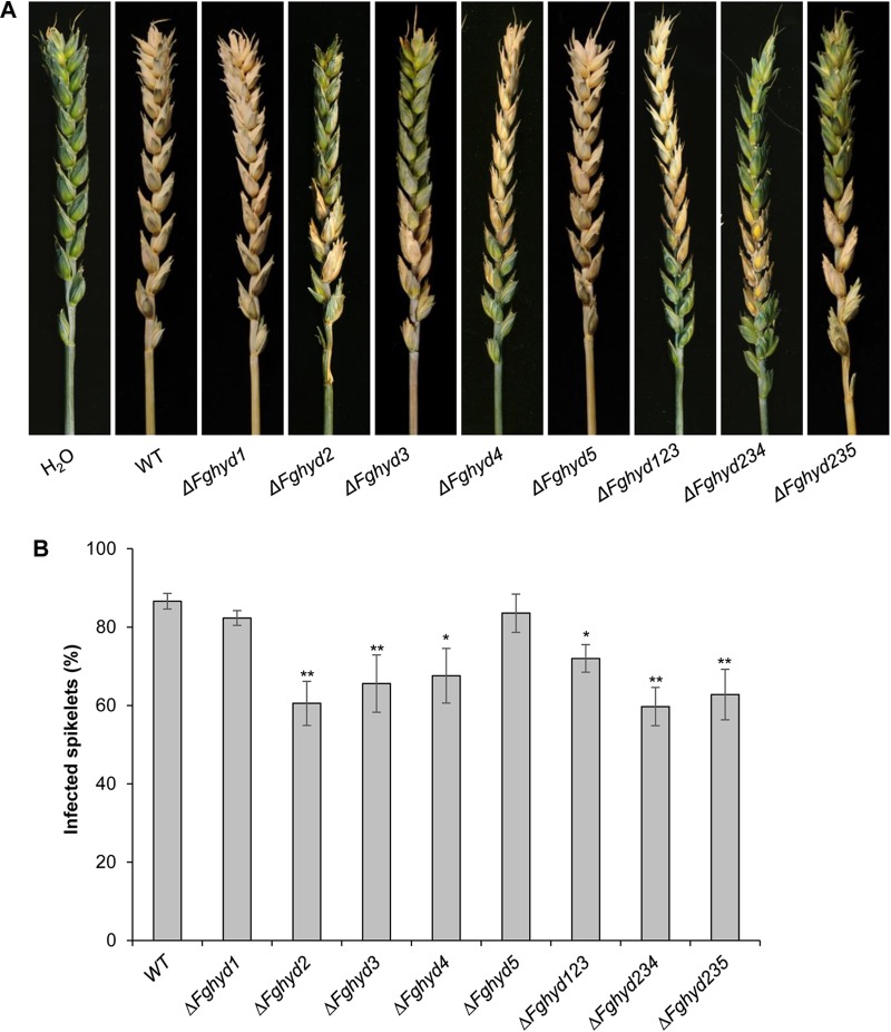 FIGURE 10