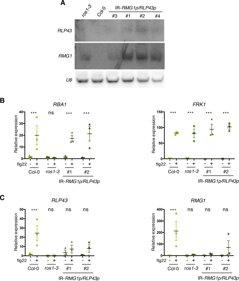 Figure 6—figure supplement 1.