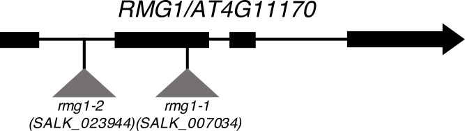 Figure 2—figure supplement 1.