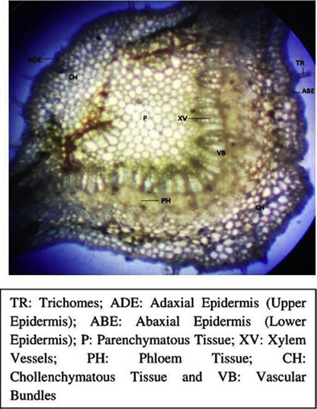 Fig. 2