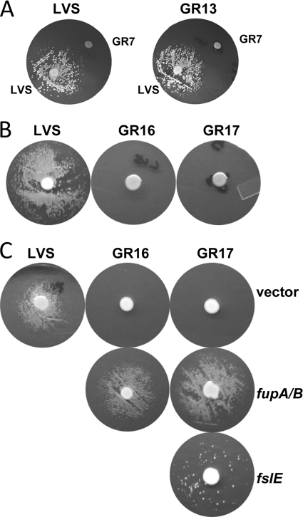 FIG. 2.