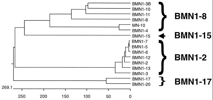 FIG. 1