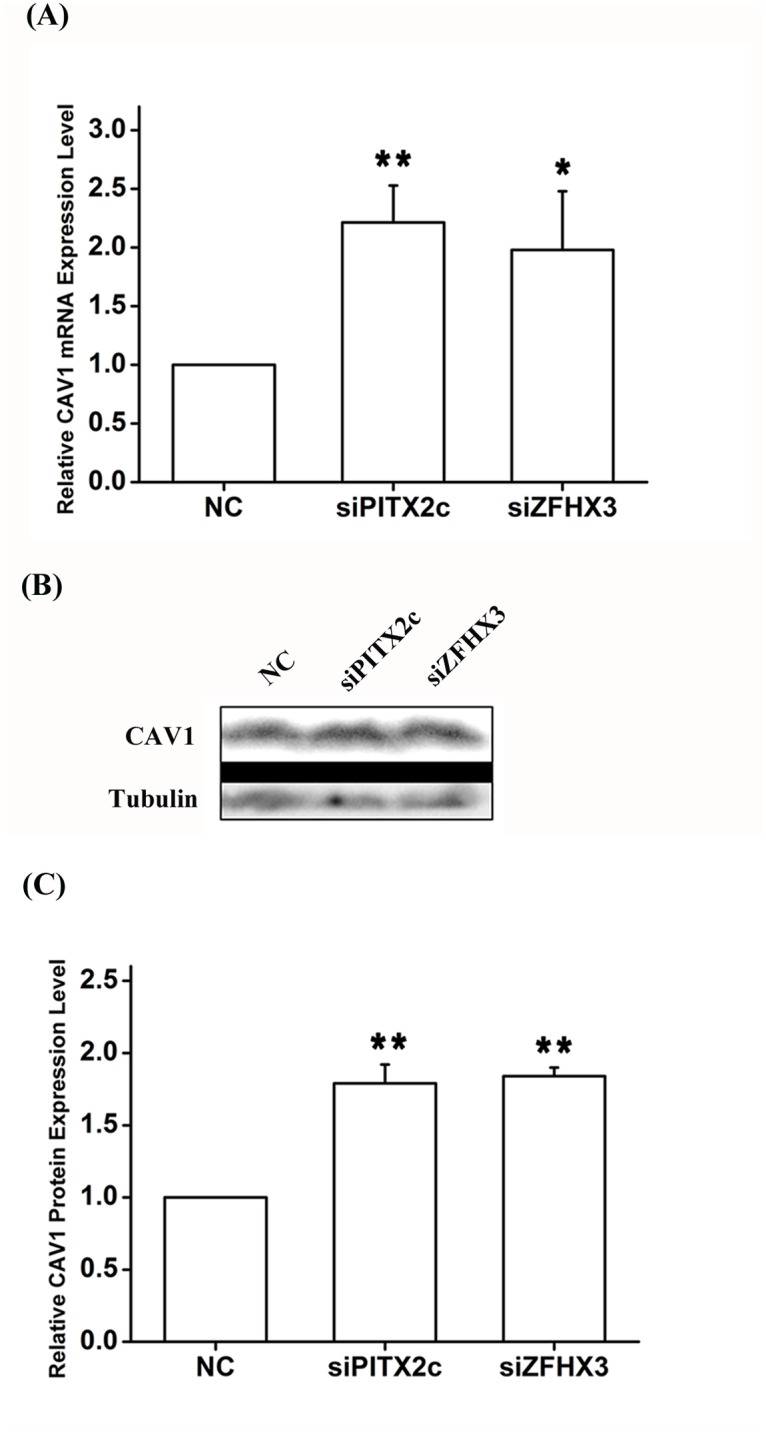 Fig 7