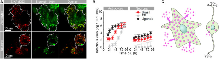 FIGURE 2