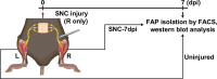 Figure 5—figure supplement 1.