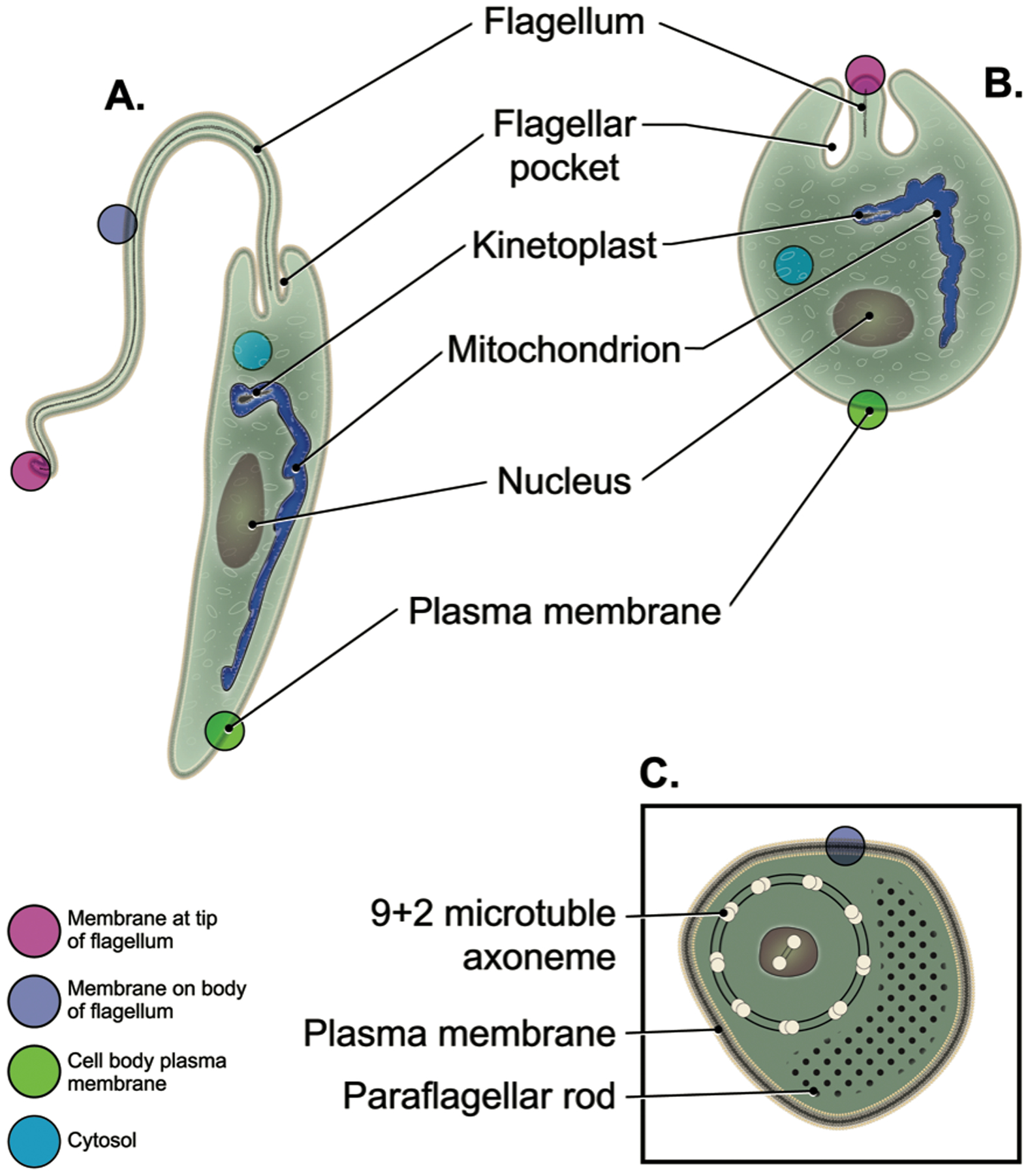 Fig. 1.