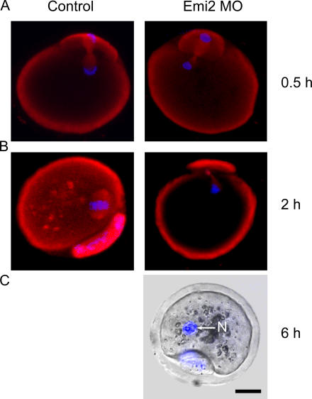 Figure 6.