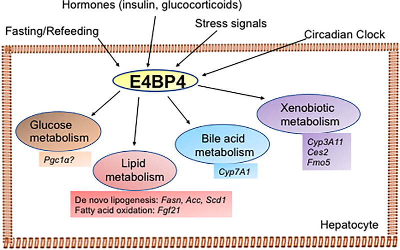 Figure 2: