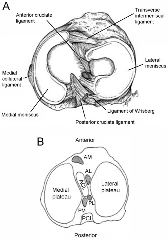 The Basic Science of Human Knee Menisci: Structure, Composition, and ...