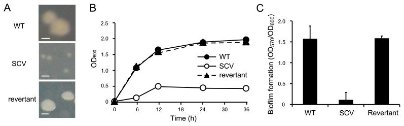 Fig. 5