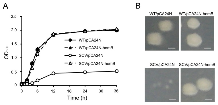 Fig. 4