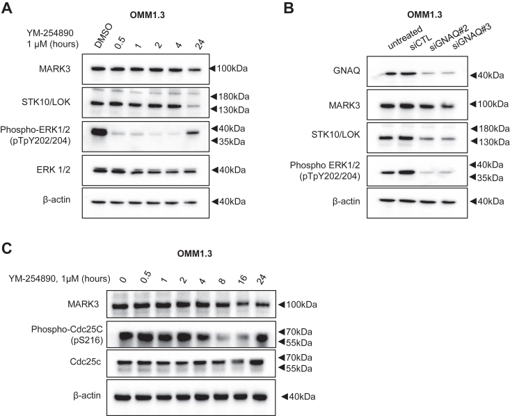 Figure 6